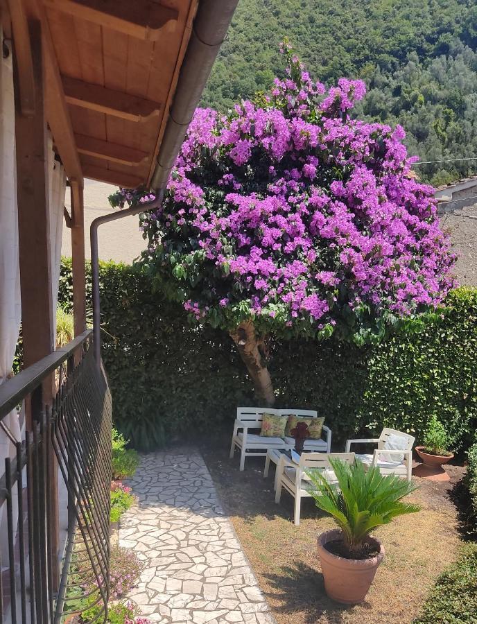 La Bouganville E Il Gelsomino Pietrasanta Bagian luar foto