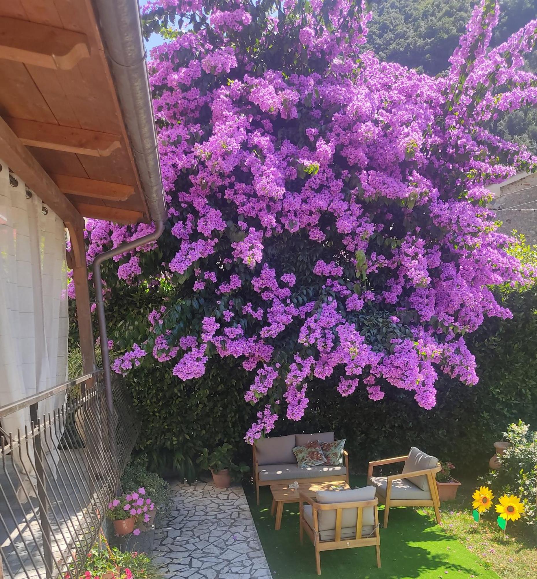 La Bouganville E Il Gelsomino Pietrasanta Bagian luar foto